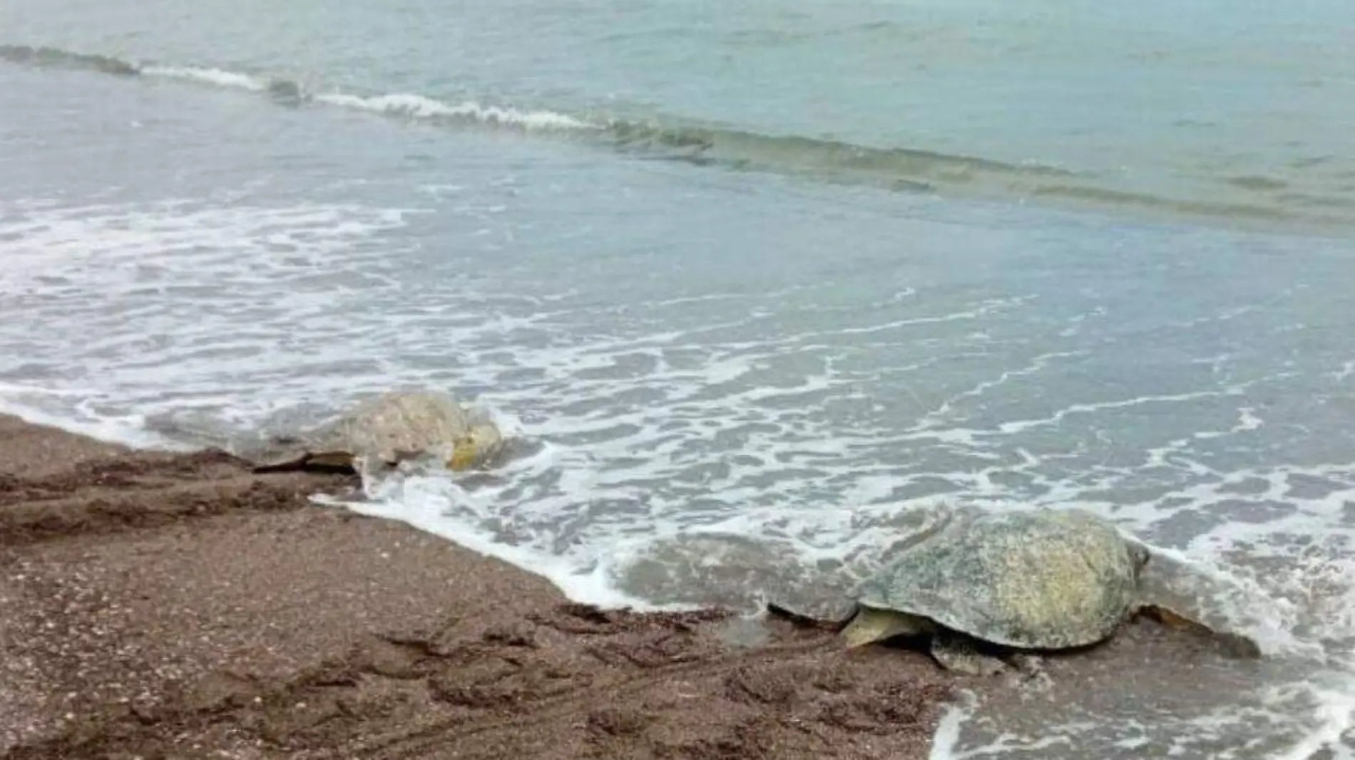 liberan a tortugas